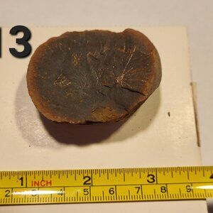 Old Indiana Fern Fossil